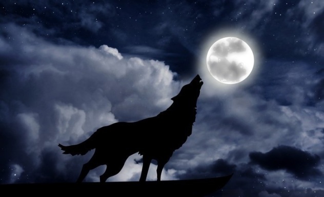 Wolf howling at the full moon